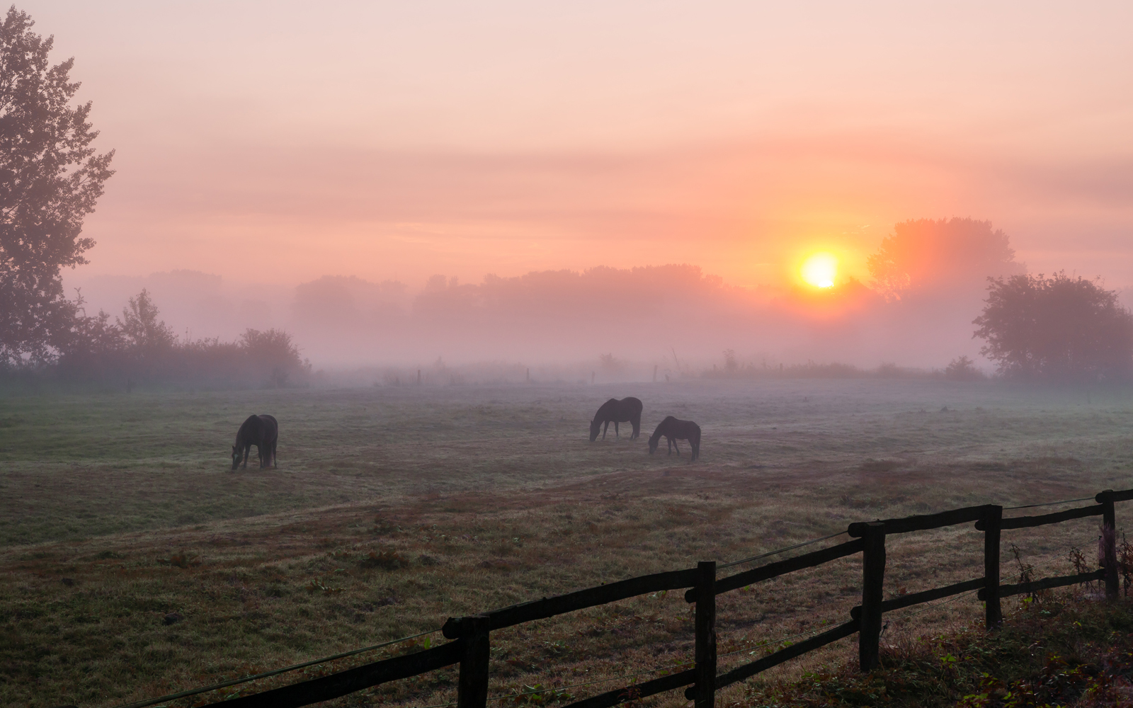 Horses in a pasture with the sun setting. 