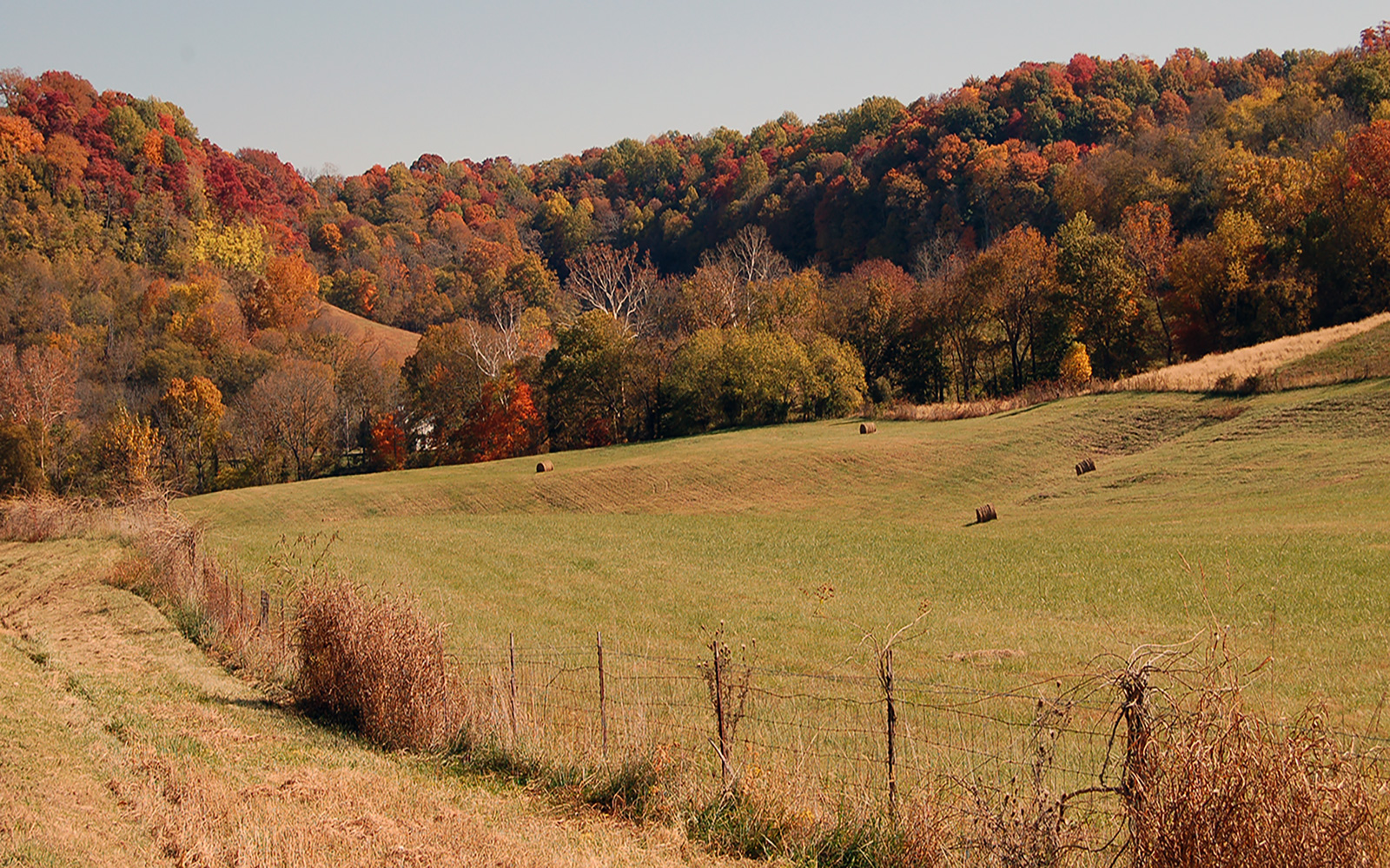 An open pasture with fall foliage.