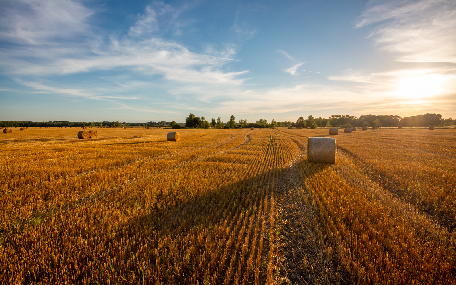 A field on a farm with hay rolled up.