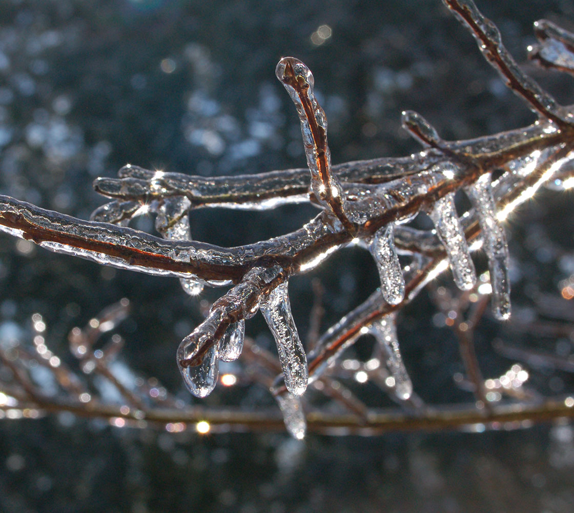 Close up of frozen tree branch